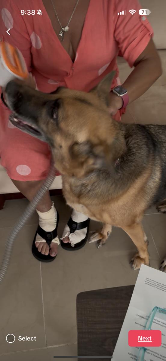 Pet Grooming Excellence Kit